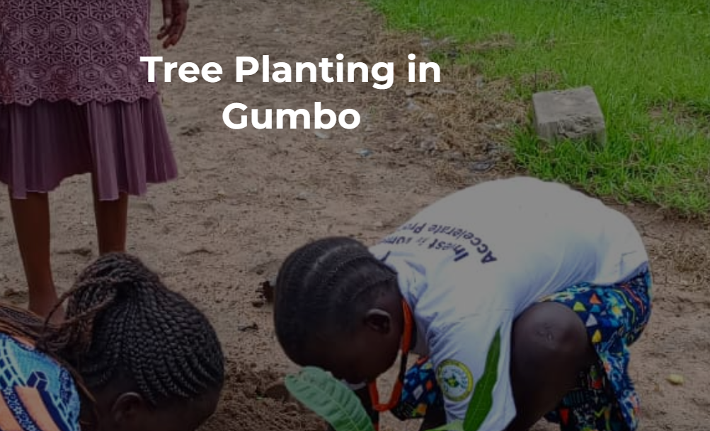 Tree Planting in Gumbo